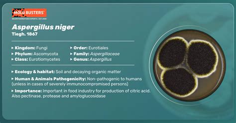 Aspergillus niger: Infection, Symptoms and Treatment | Mold Busters