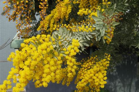 Cootamundra wattle - Acacia Baileyana Purpurea