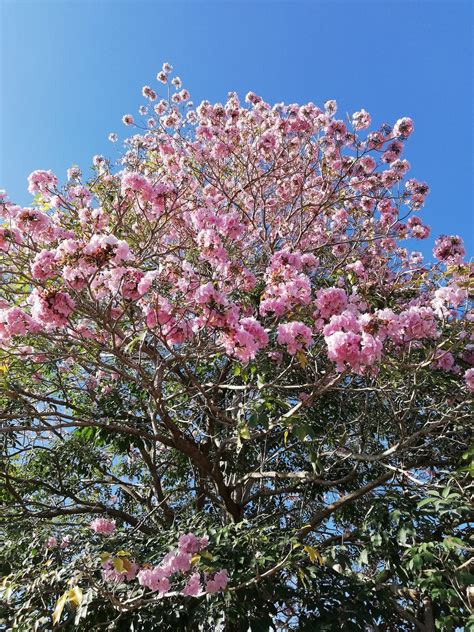 Tabebuia tree in bloom in Bohol catching attention | Inquirer News