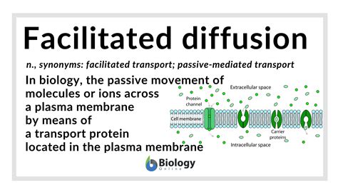 Facilitated diffusion - Definition and Examples - Biology Online Dictionary