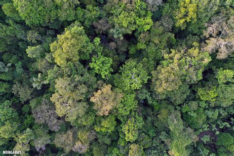 Amazon Rainforest Canopy - canopy walkway over the Amazon rainforest ...