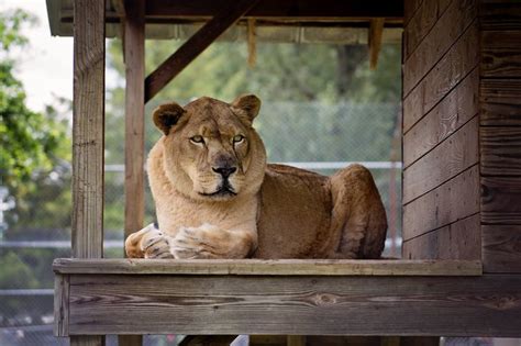 Exotic Animal Rescue And Pet Sanctuary In Mississippi