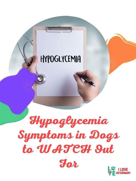 Hypoglycemia Symptoms in Dogs to WATCH Out For - I Love Veterinary ...