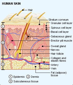 Skin layers need Protection? Good results give you beautiful skin!