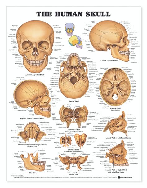 The Human Skull Laminated Anatomy Chart Anatomie Yoga - vrogue.co
