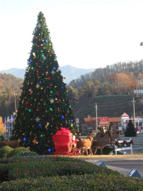 Huge tree outside the Dixie Stampede, Pigeon Forge, TN Dollywood ...