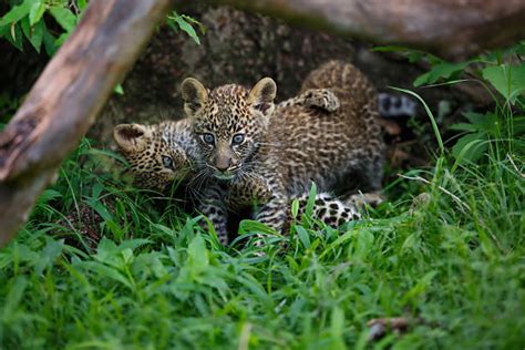 Leopard Cubs Stock Photos, Pictures & Royalty-Free Images - iStock