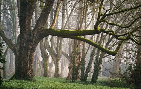 Morning mist forest - Online Jigsaw Puzzles