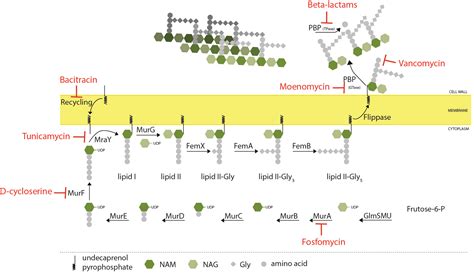 Bacterial Cell Biology — ITQB