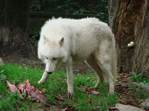 Arctic Wolf Facts For Kids - All About Arctic Wolves