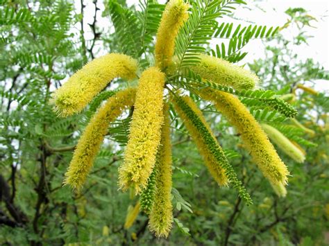 Yellow Fuzzies | The flowers of a Honey Mesquite tree. There… | Flickr