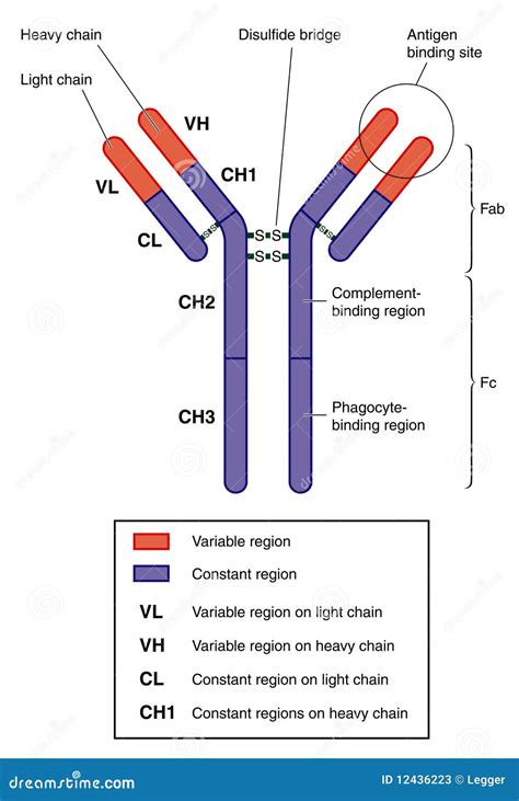 Anatomy of an antibody stock vector. Illustration of antibody - 12436223