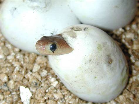 Sssssnakes! Cute Baby Snakes! | Baby Animal Zoo