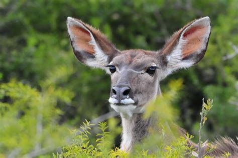 Greater Kudu - A Gracious Antelope - Shamwari Private Game Reserve