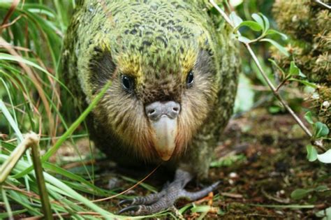 Milford Sound wildlife | Kakapo, Fauna, Endangered bird species