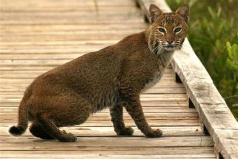 Do Bobcats Have Tails & Can They Be Long? | Misfit Animals