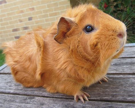 What a pretty little ginger guinea pig! Pig Pics, Guinea Pig Breeding ...