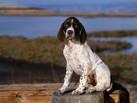 ENGLISH POINTER | Pointer puppies, Pointer dog, English pointer