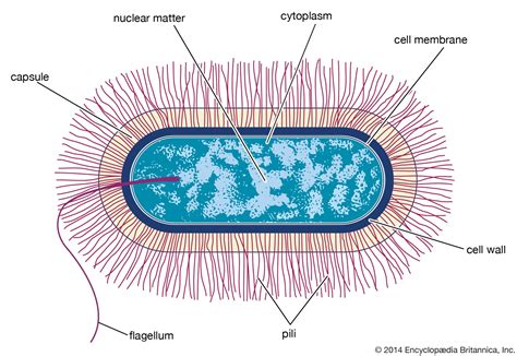 bacterial cell wall drawing