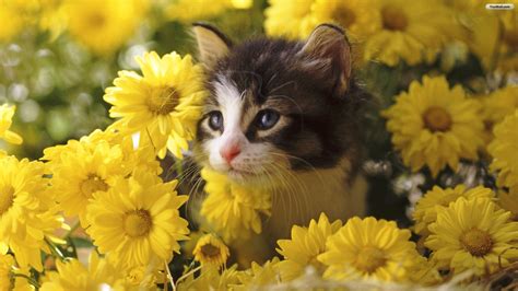 cats in flowers | ... Cats wallpapers,Cats,Flowers wallpapers,Flowers,1920x1080,Cd Mjk1OA