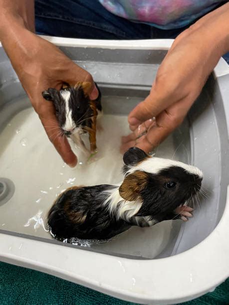 70+ Guinea Pig In Bath Stock Photos, Pictures & Royalty-Free Images - iStock