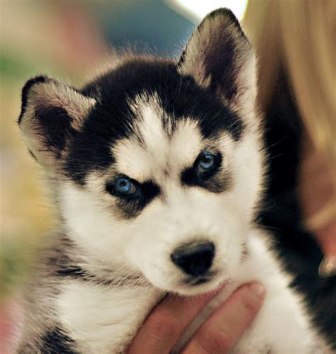 Best Reasons to Get a Siberian Husky | PetHelpful