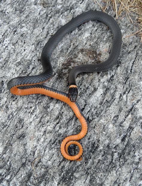 Northern Ringneck Snake (Reptiles Species of Richmond National Battlefield ) · iNaturalist.org