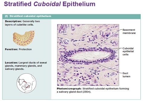 Eight types of epithelial tissue