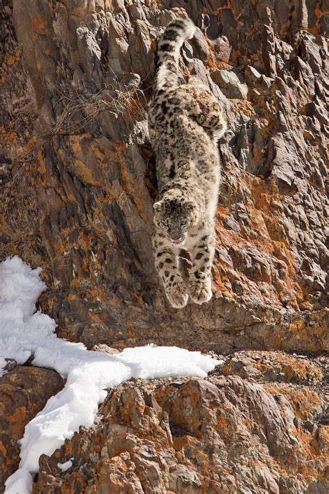 Snow Leopard Special - Ladakh Birding Tours - India - Birdquest