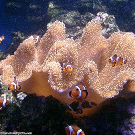 Toadstool Leather Coral | UNDER THE WAVES | Pinterest