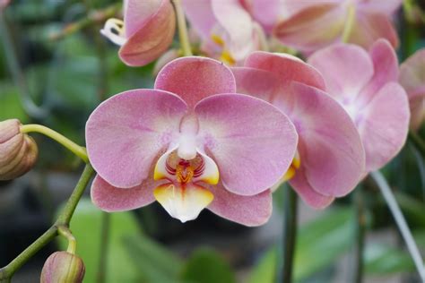 Phalaenopsis (Moth Orchid): Care Guide & Pictures - Brilliant Orchids