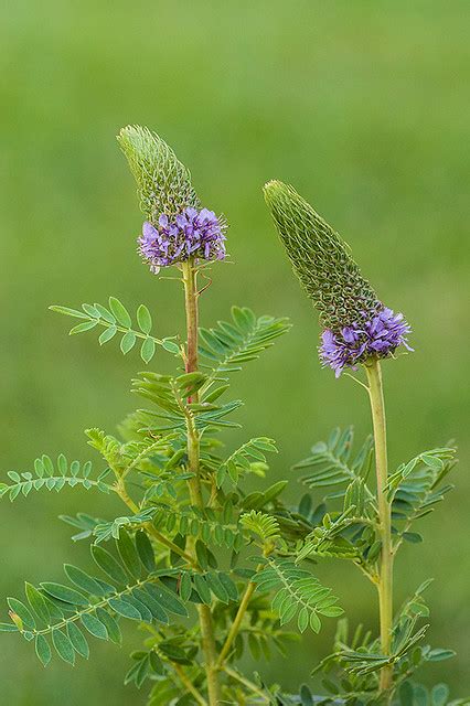 Dalea foliosa (Leafy prairie clover) | Dan Kirk | Flickr