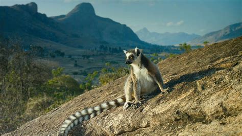 Island of Lemurs: Madagascar (2014) – Filmer – Film . nu