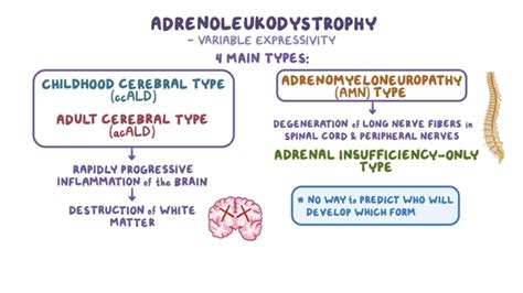 Niemann Pick Disease Type C Symptoms, Causes, Treatment, 52% OFF