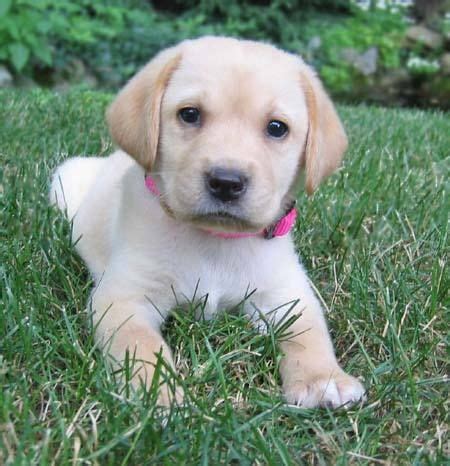 [11+] Golden Retrievers Dog Puppies For Sale Or Adoption At Cortland | [+] Alyssum Garden