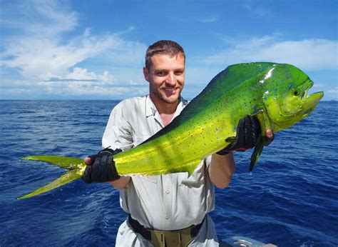 Catch more mahi mahi with this tip