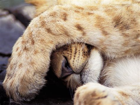 Sleepy lion cub - Dreamtime Wallpaper (36836423) - Fanpop