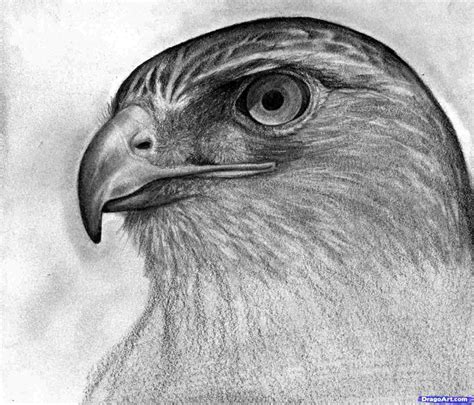 Falcon Head Drawing at PaintingValley.com | Explore collection of Falcon Head Drawing