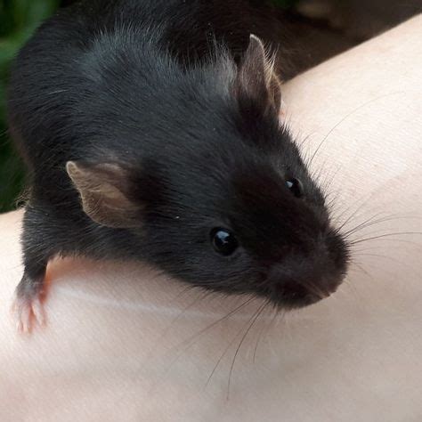 a/a black mouse | Pet rats, Pet mice, Fluffy animals