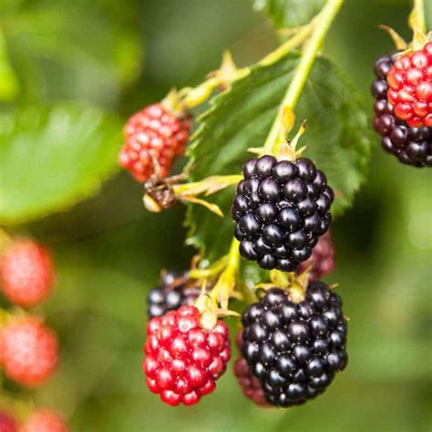 Blackberry Fruit Plant - Nestreeo.com