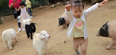 Day Trip to Badaling Wildlife Park: Worth the Drive? | jingkids ...