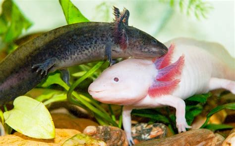 Axolotl Breeding Guide - How to Breed Axolotls? - AquariumNexus