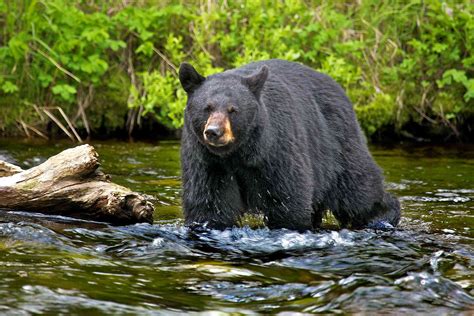 11 Fascinating Swamp Animals