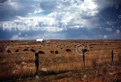 Cattle Ranch, Montana, Early 1950’s - Photosera