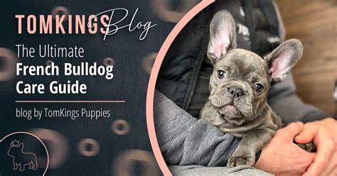 French Bulldog Puppy Care Guide: expert tips