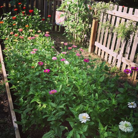 Zinnia Garden. Photo: Stephanie Watkins | Zinnia garden, Outdoor structures, Zinnias