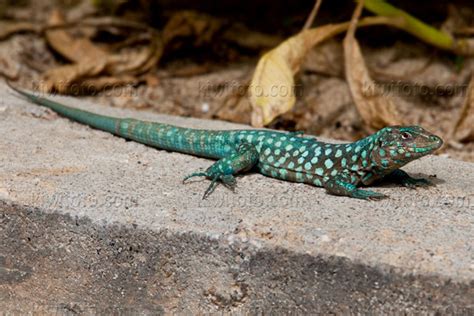 Aruban Whiptail Lizard Pictures and Photos - Photography - Bird | Wildlife | Nature ...