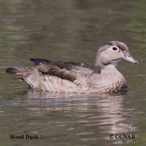 Wood Duck (Aix sponsa) - WODU