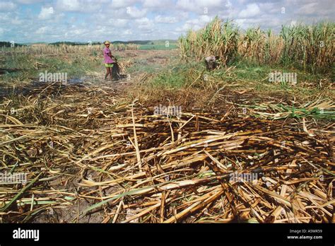 Harvesting sugar cane Brazil Stock Photo - Alamy