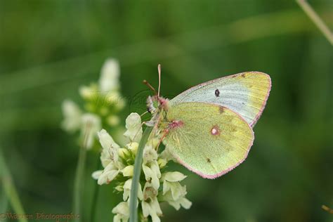 Pale Clouded Yellow butterfly (Colias hyale) photo WP43893